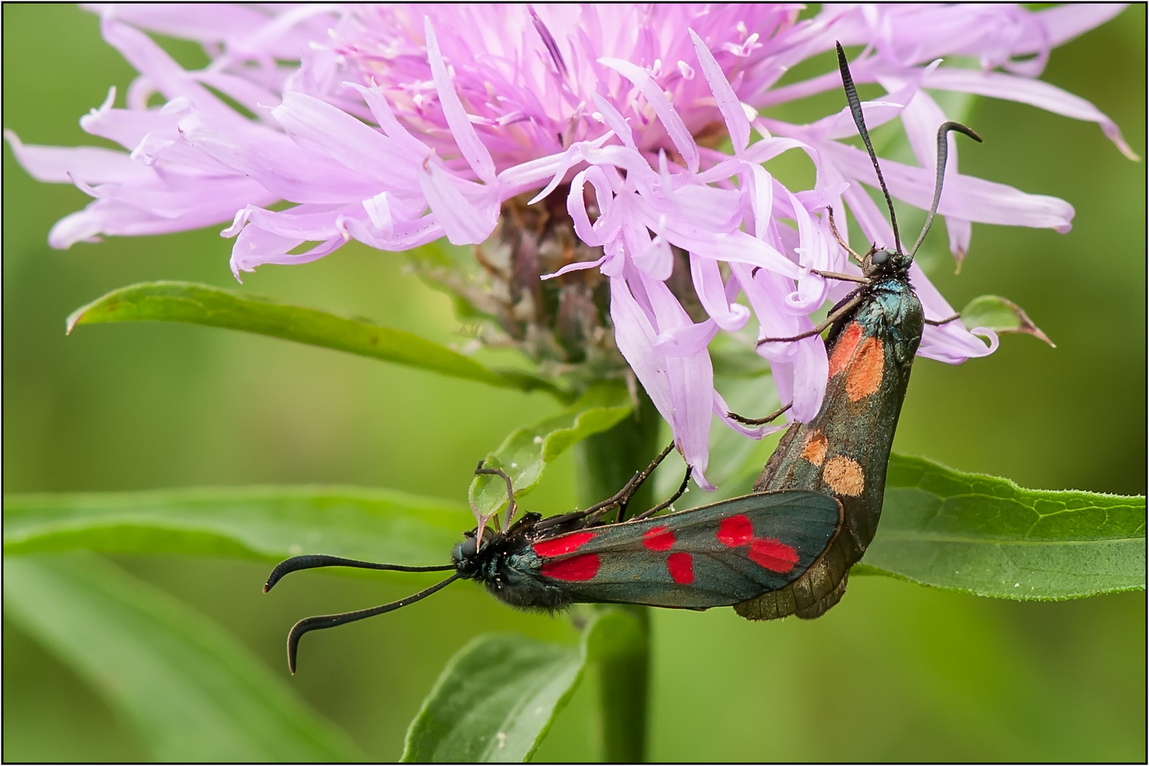 Zwei auf einer Blume