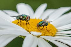 Zwei auf einer Margaritte_MG_0583