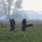 Zwei aufgeklappte Adler...