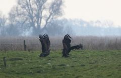 Zwei aufgeklappte Adler...