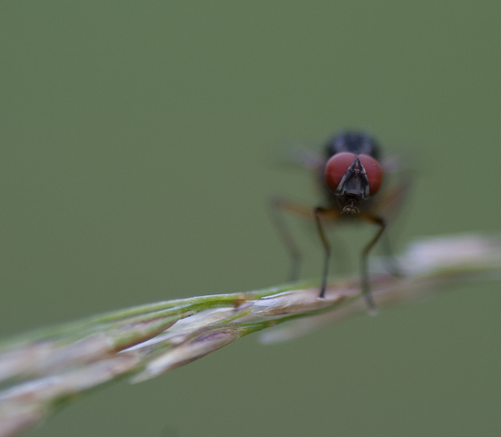 Zwei Augen