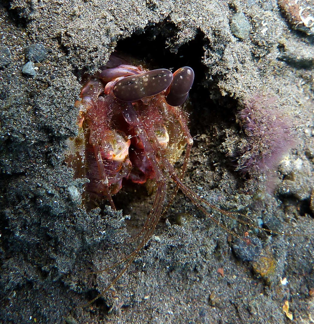 zwei Augen auf der Lauer