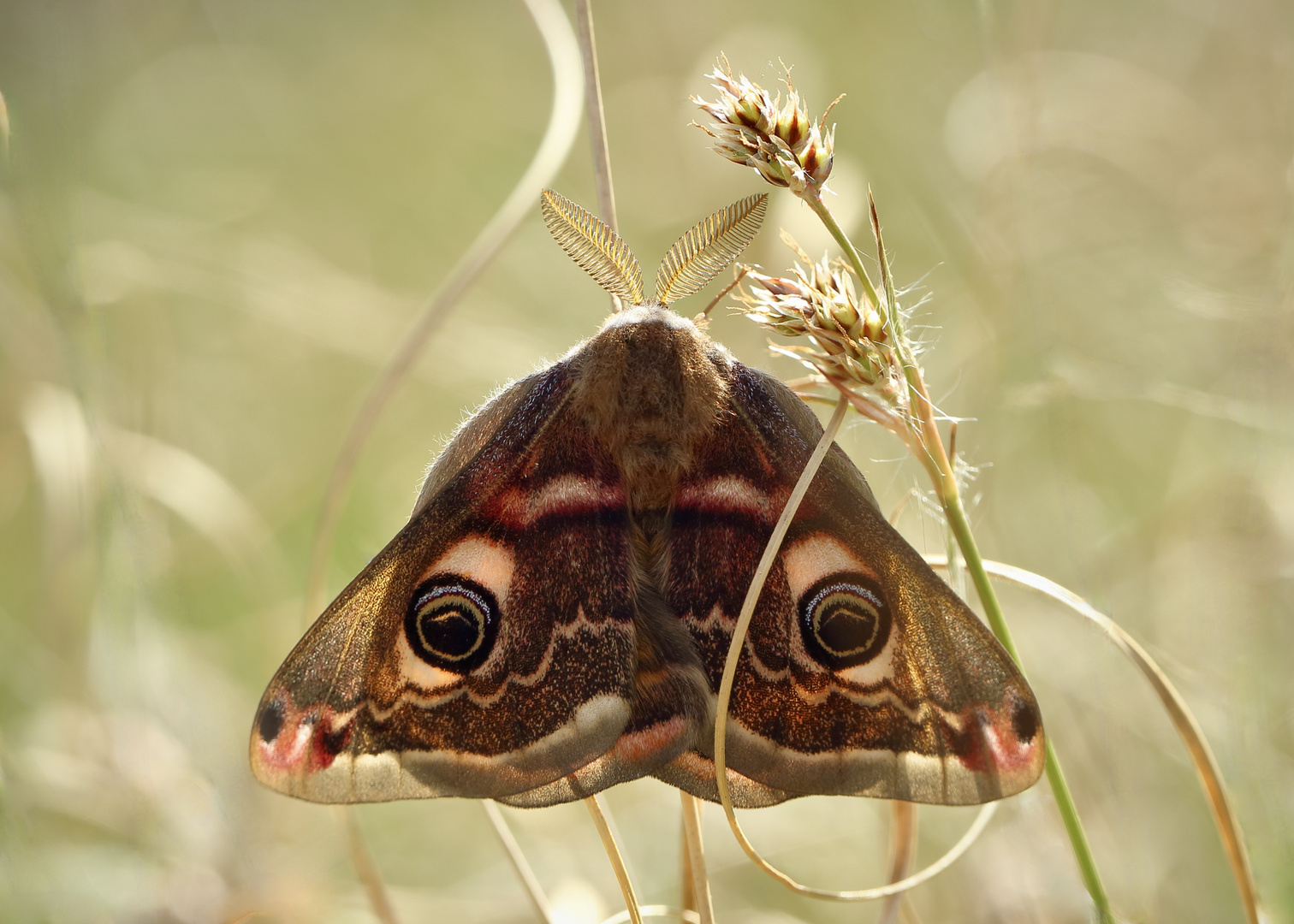 Zwei Augen im Wiesendschungel