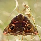 Zwei Augen im Wiesendschungel