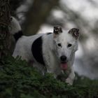 Zwei Augen im Zauberwald