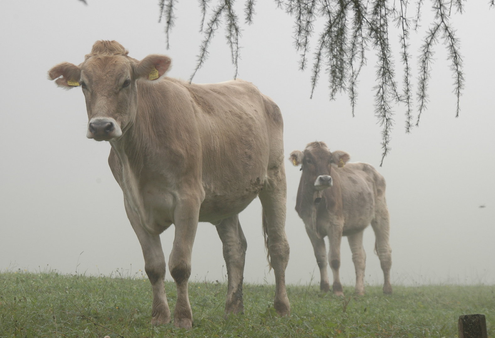 zwei aus dem nebel kommend....