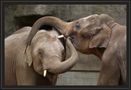 Hagenbeck