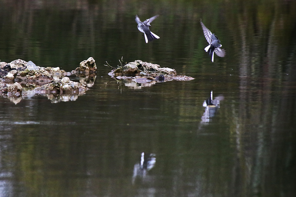 zwei Bachstelzen im Flug mit Spiegelung