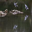 zwei Bachstelzen im Flug mit Spiegelung