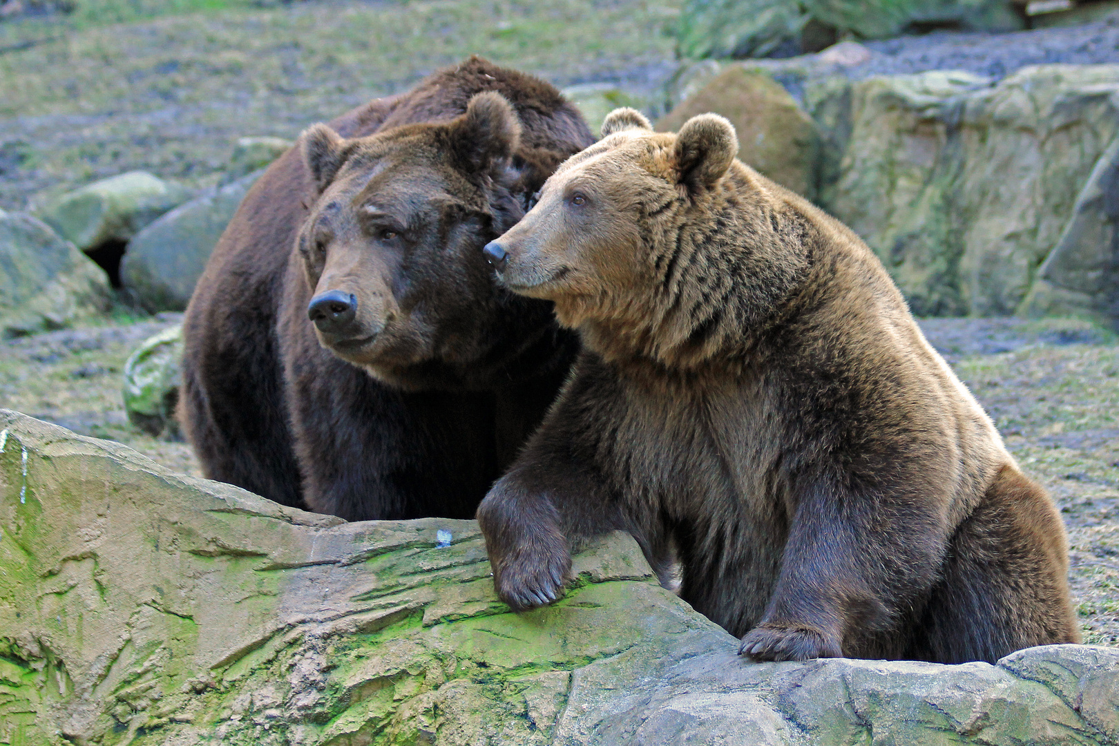 Zwei Bären