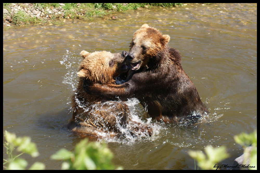 Zwei Bären im Zoo