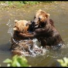 Zwei Bären im Zoo