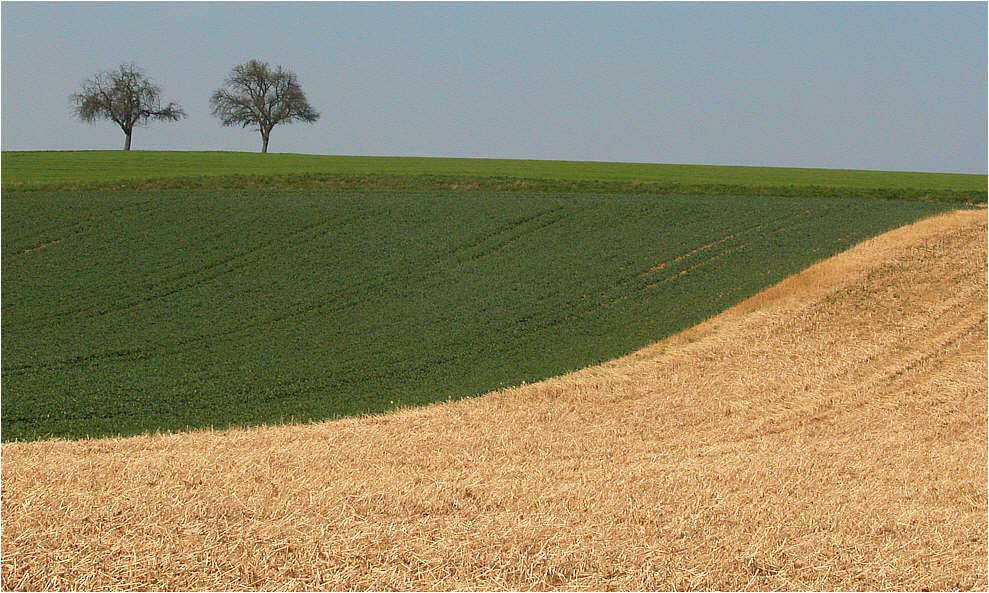 Zwei Bäume