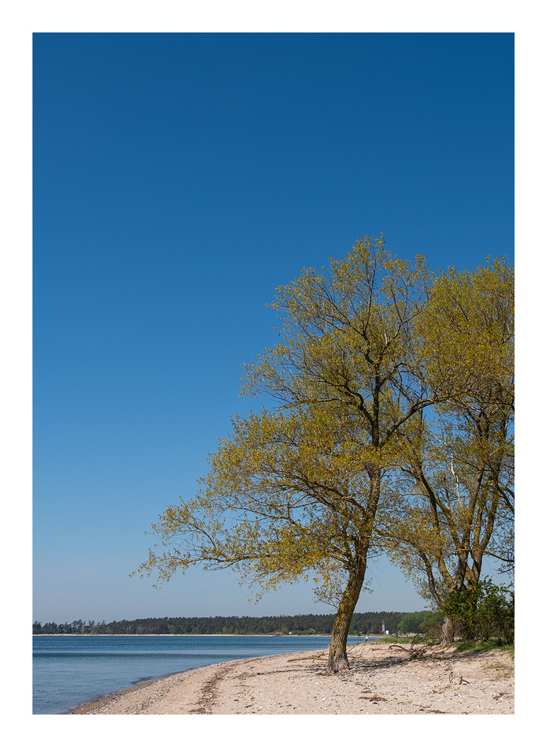 Zwei Bäume am Meer