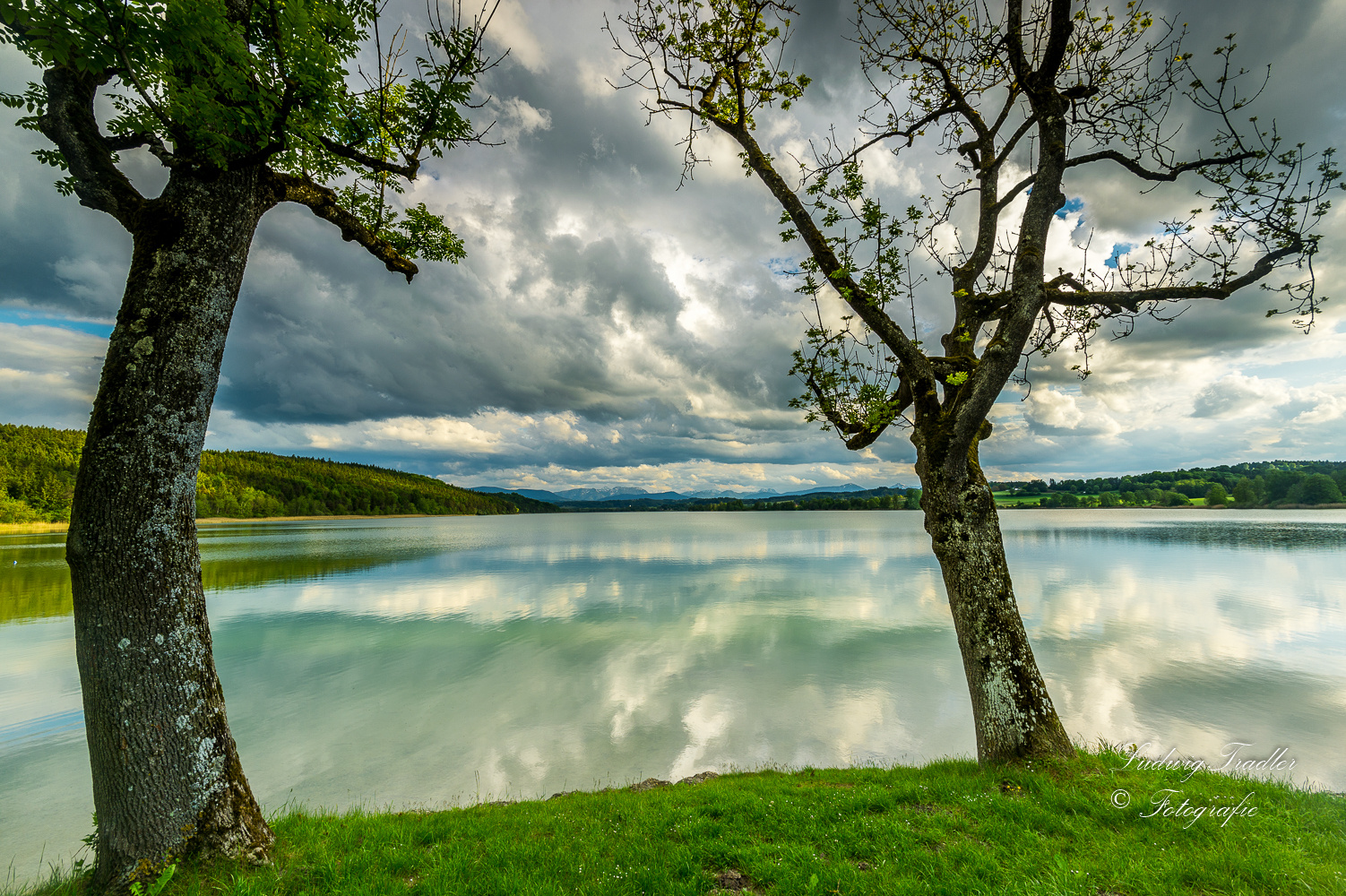 zwei Bäume am See 