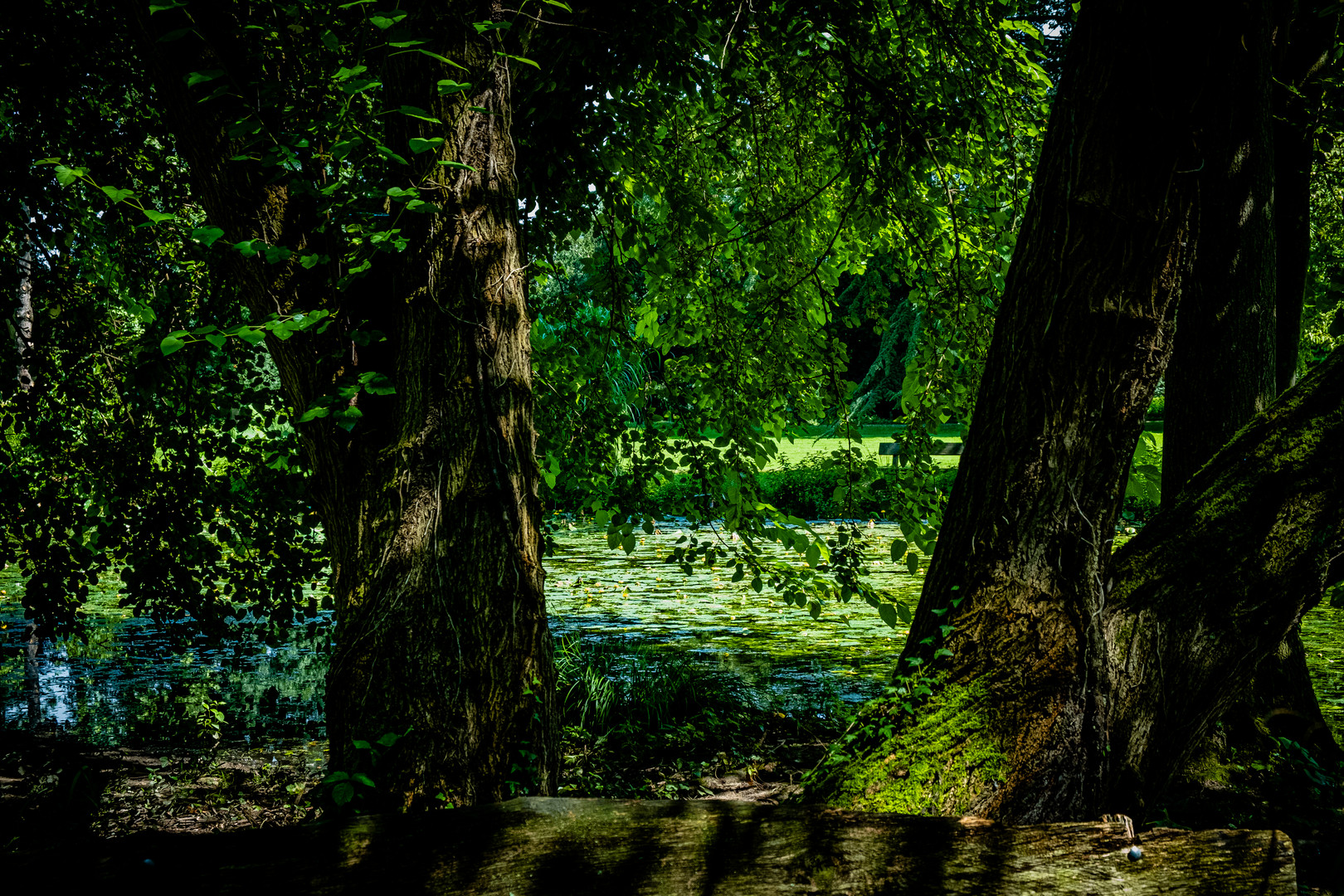 Zwei Bäume am Teich