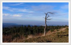 Zwei Bäume auf dem Fichtelberg...