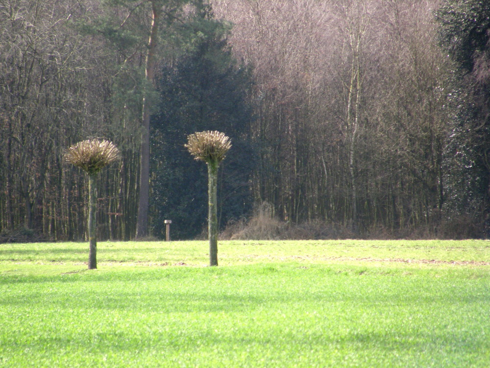 Zwei Bäume beschnitten im April 2010