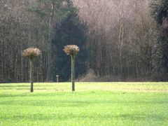 Zwei Bäume beschnitten im April 2010