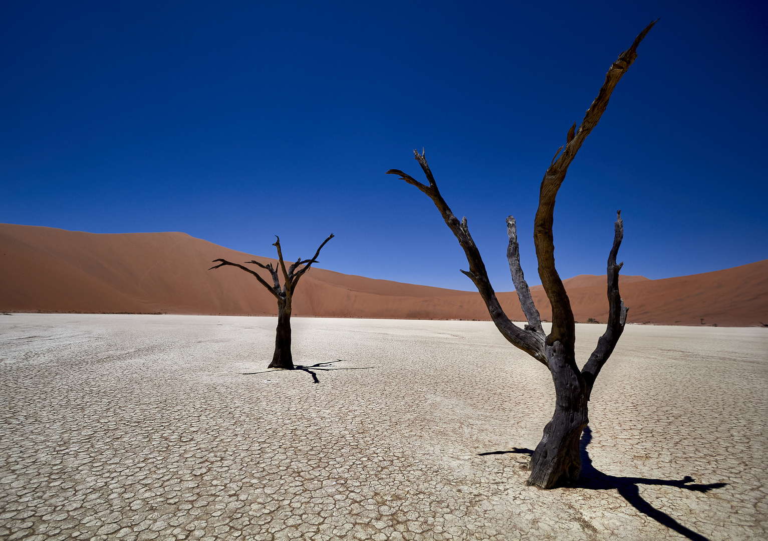 Zwei Bäume - Dead Vlei