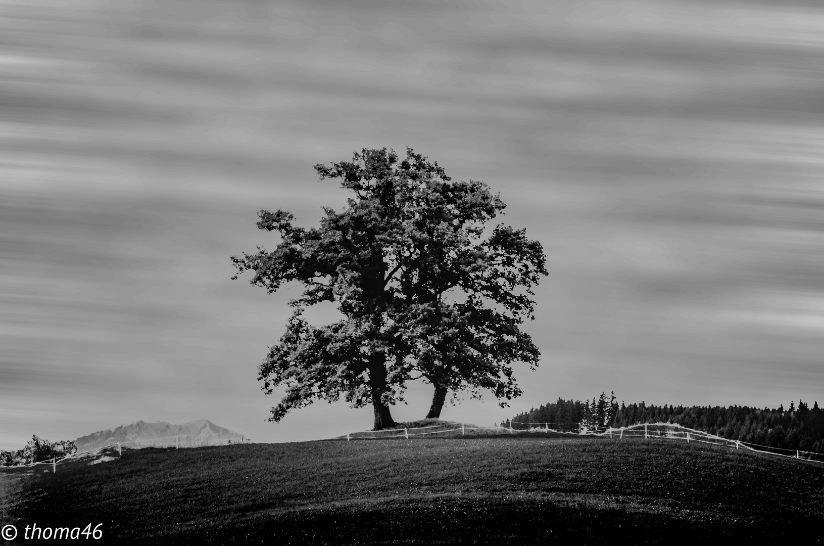 Zwei Bäume im Allgäu