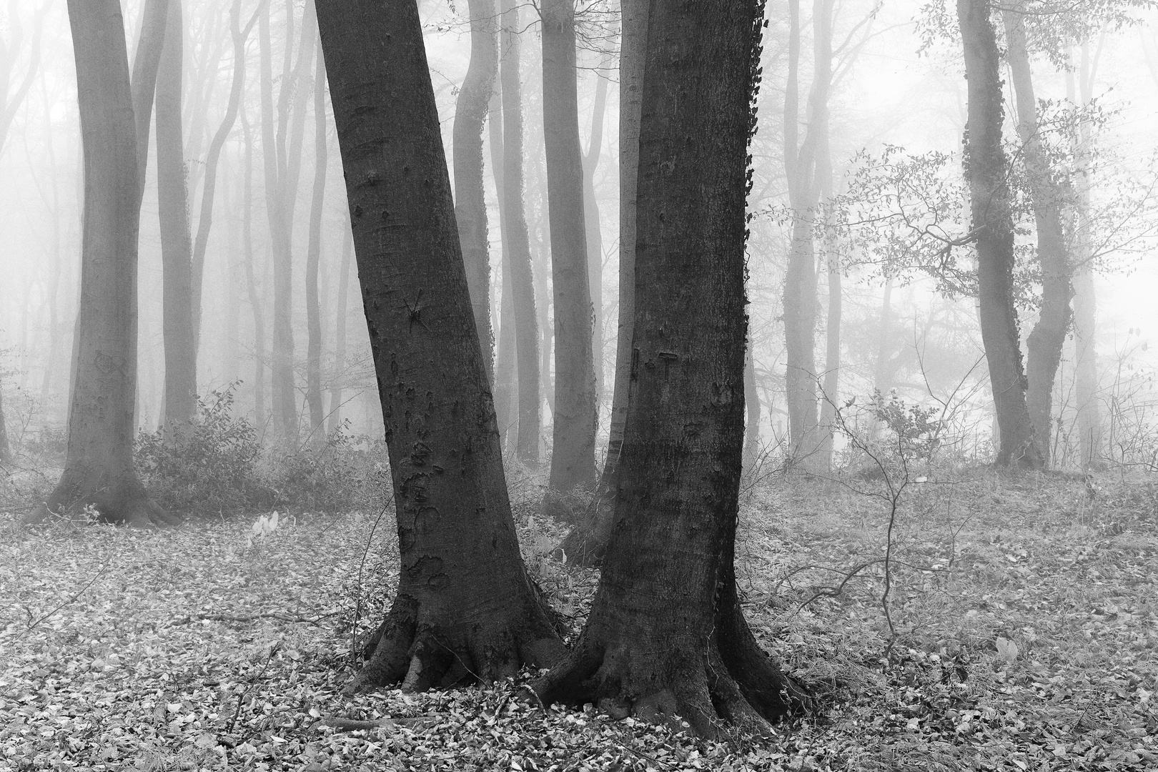 Zwei Bäume im Buchenwald