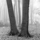 Zwei Bäume im Buchenwald