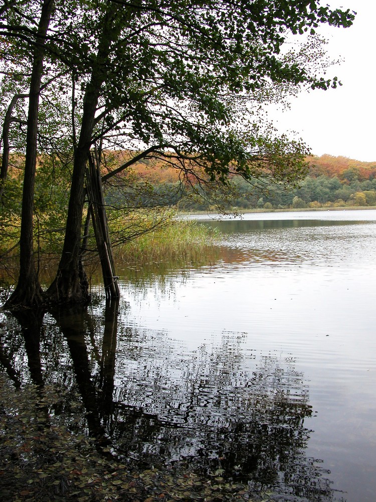 Zwei Bäume im Herbst