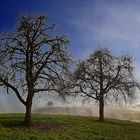 Zwei Bäume im Herbst