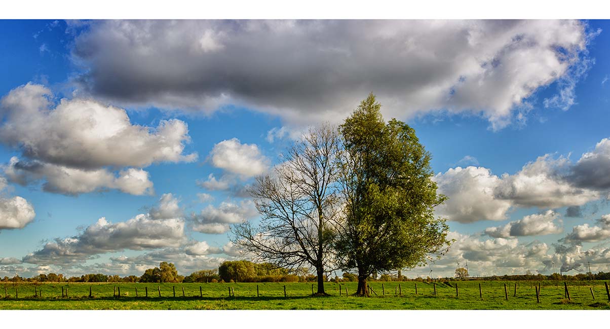 Zwei Bäume im Herbst ...