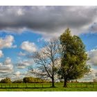 Zwei Bäume im Herbst ...