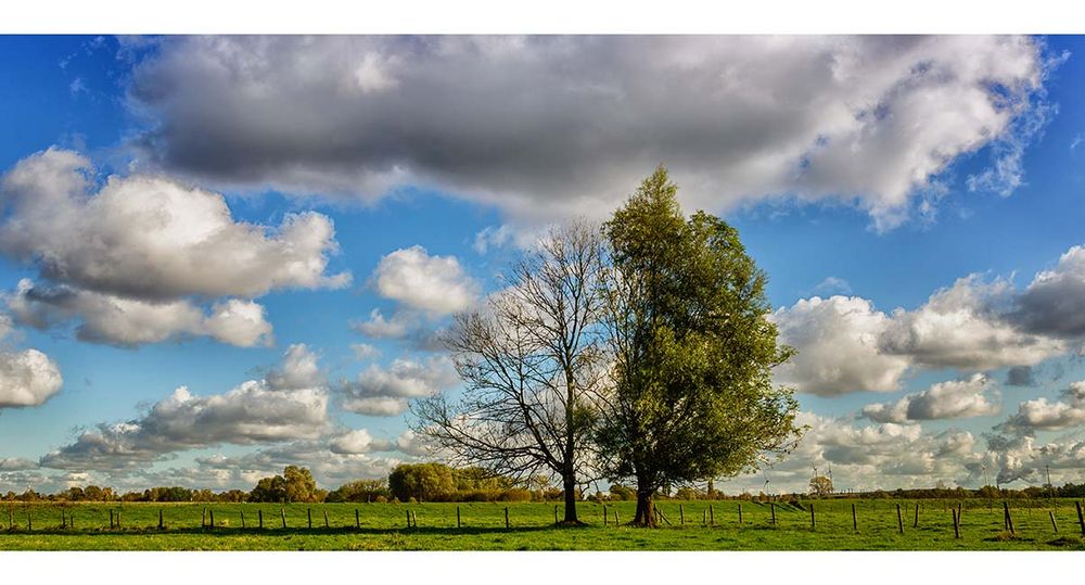 Zwei Bäume im Herbst Foto & Bild pflanzen, pilze & flechten
