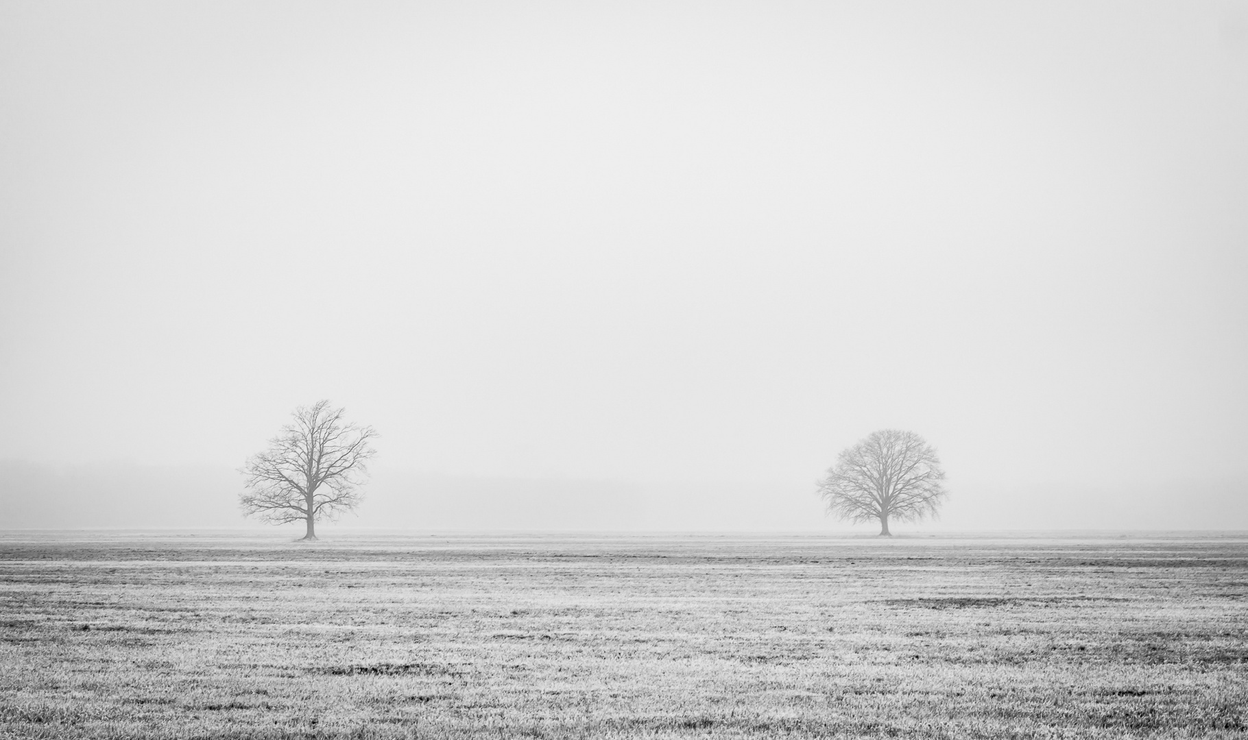 Zwei Bäume im Nebel