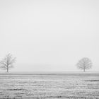 Zwei Bäume im Nebel