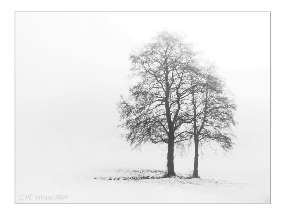 Zwei Bäume im Nebel