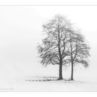 Zwei Bäume im Nebel