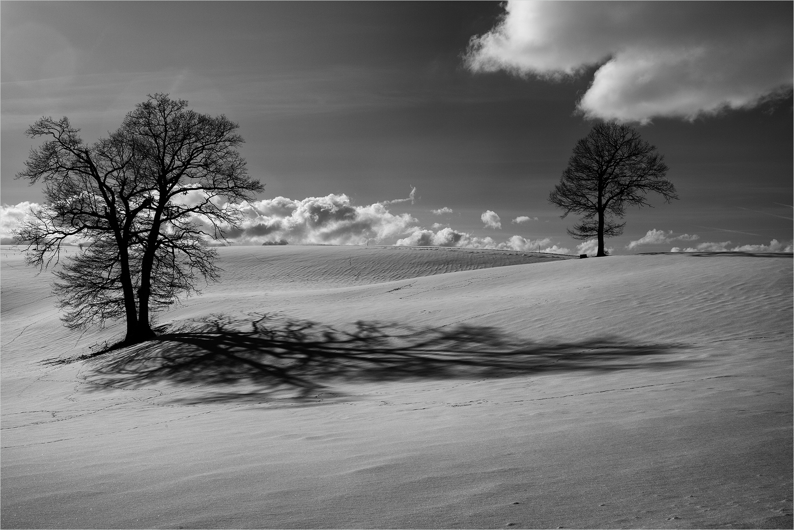 Zwei Bäume im Schnee