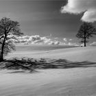 Zwei Bäume im Schnee