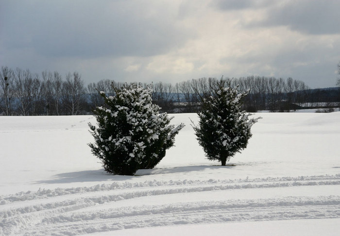 Zwei Bäume im Schnee