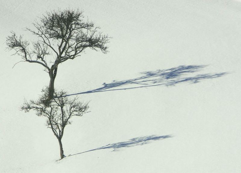 zwei Bäume im Schnee