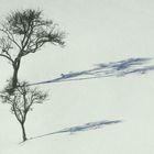zwei Bäume im Schnee