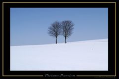 Zwei Bäume im Winter