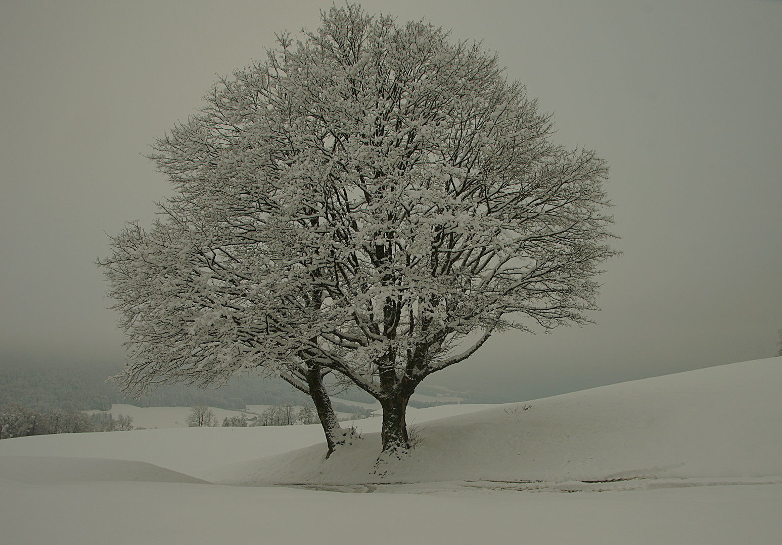 zwei Bäume im Winterkleid