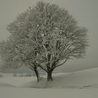 zwei Bäume im Winterkleid