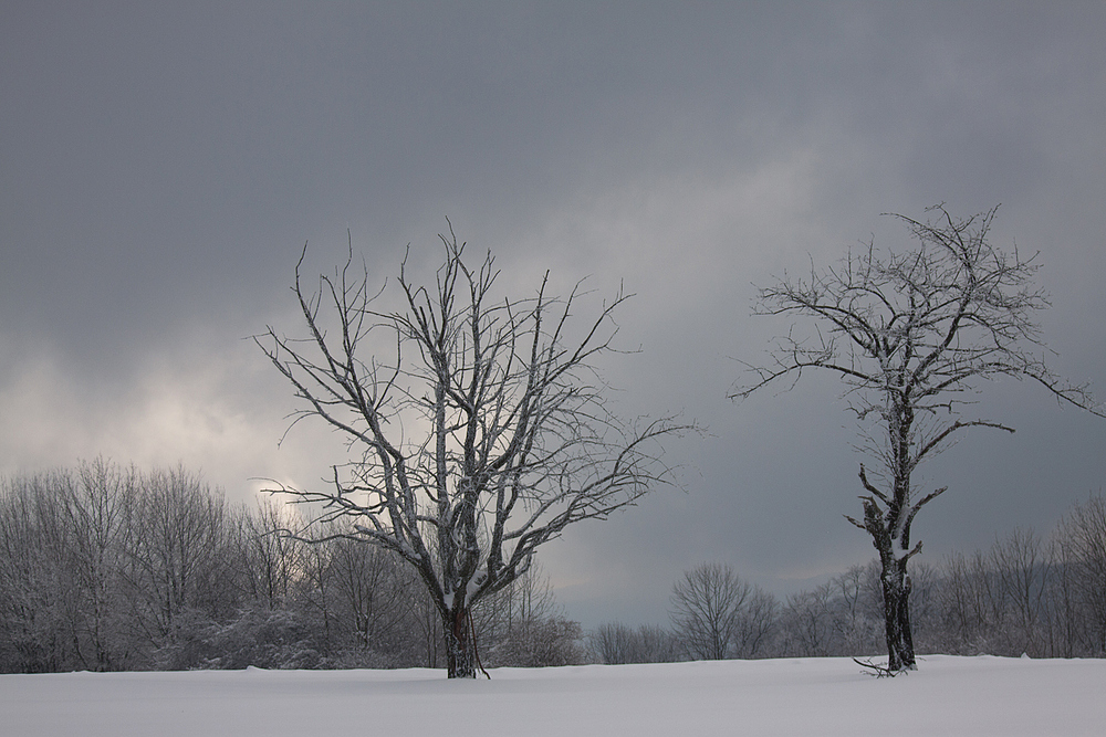 zwei Bäume im Winterlicht