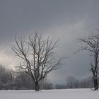 zwei Bäume im Winterlicht