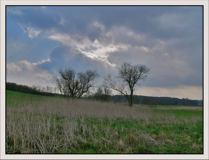 Zwei Bäume mit Wolken