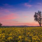 Zwei Bäume und ein Rapsfeld