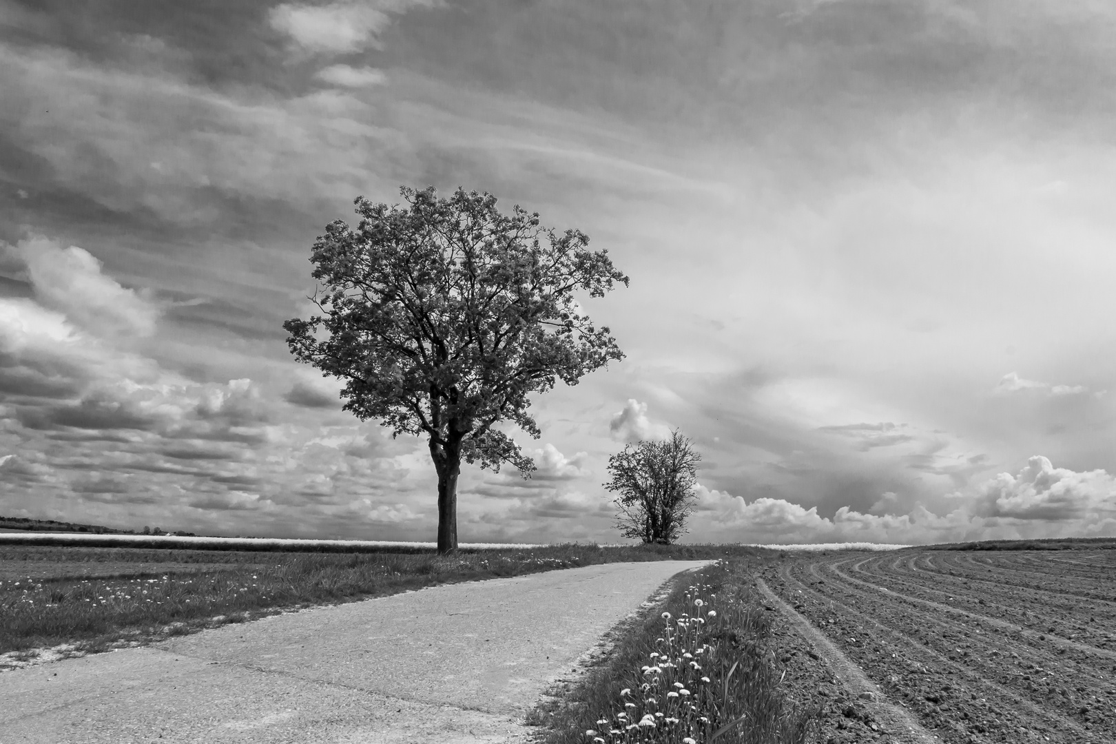 Zwei Bäume und ein Weg (sw Freitag)