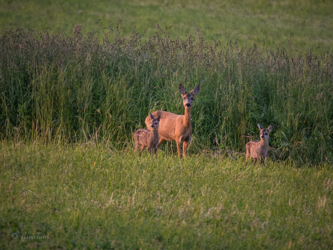 ZWEI BAMBI MIT MAMA